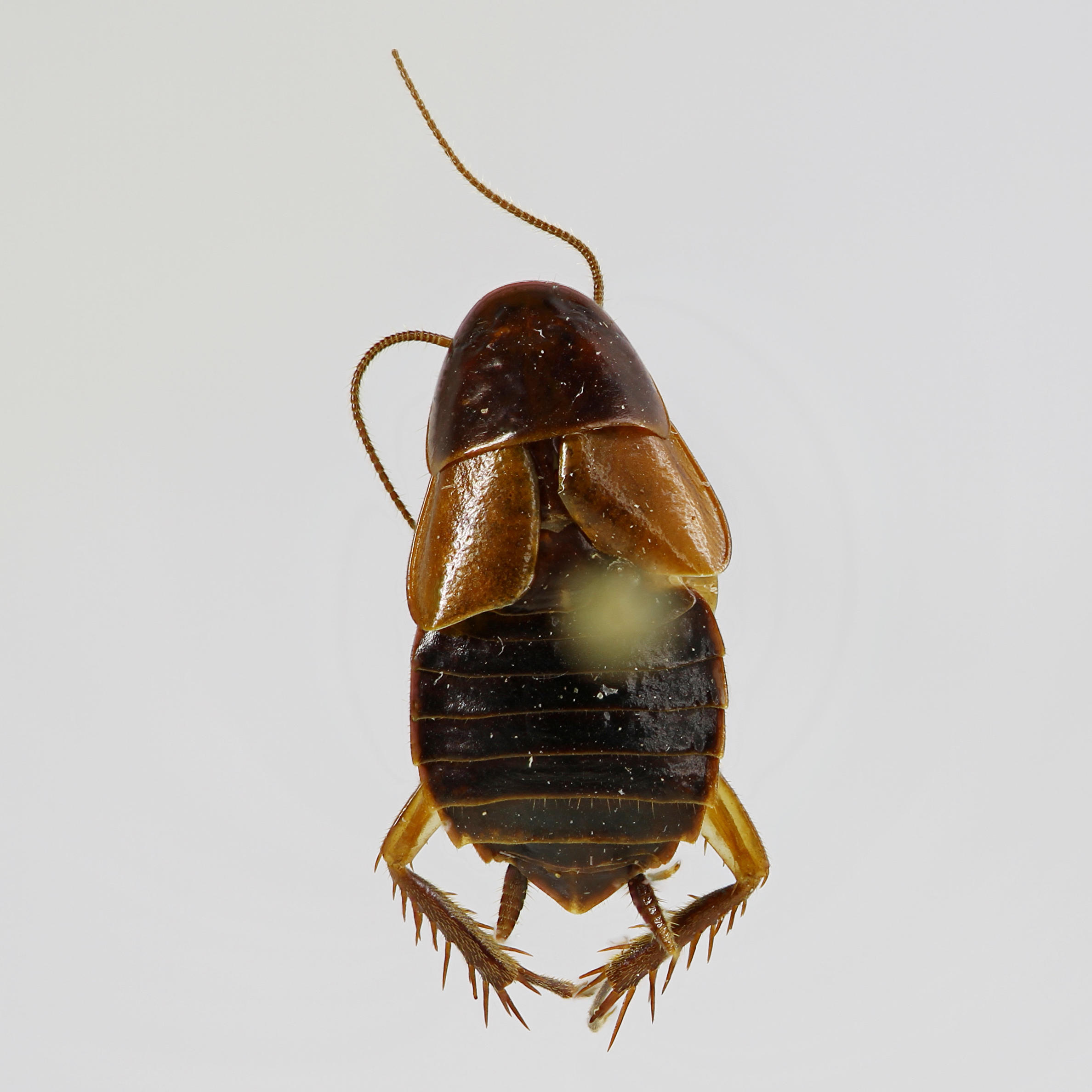 Ischnoptera santacruzensis Roth, 1992 de la Colección de Invertebrados (ICCDRS 46804). Foto: ICCDRS Collection.